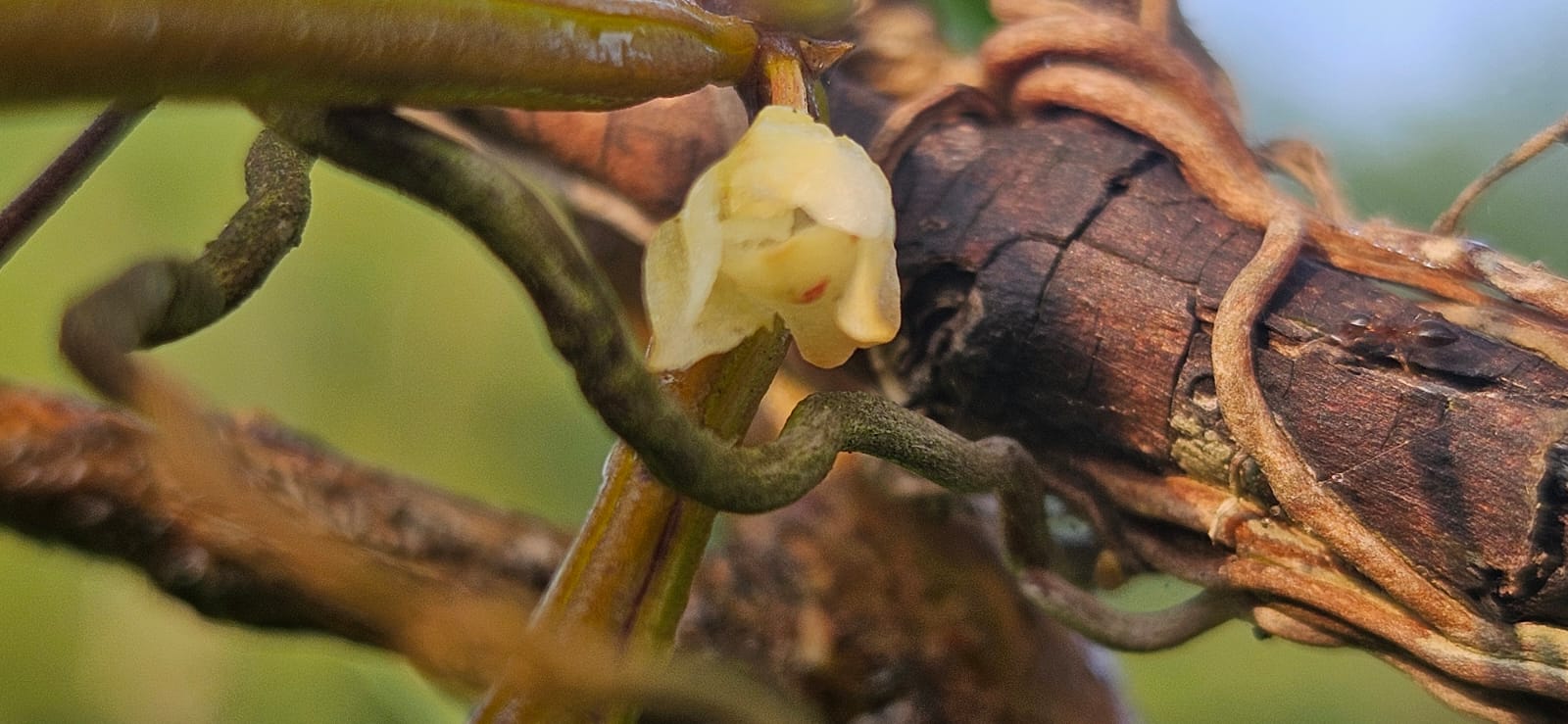 Orchids