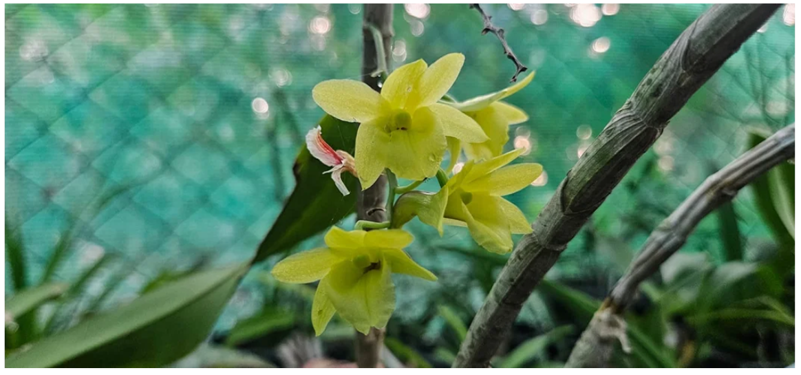 Dr. Sabu VU of Wayanad: Orchid Conservation Pioneer