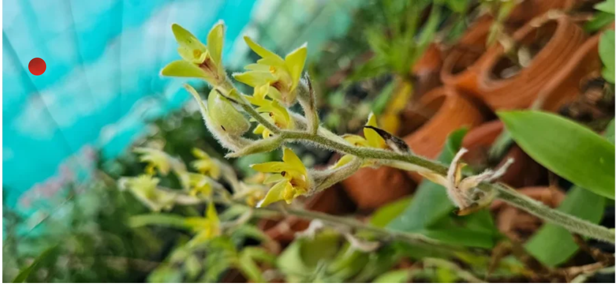 Indian Orchid Conservationist Dr. Sabu VU Advances Global Biodiversity Protection Through IUCN Leadership