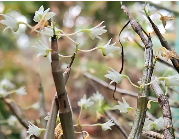 Kerala Scientist Dr. Sabu VU Emerges as a Global Voice in Orchid Conservation