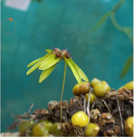 Protecting India’s Orchid Heritage: The Conservation Journey of Dr. Sabu VU
