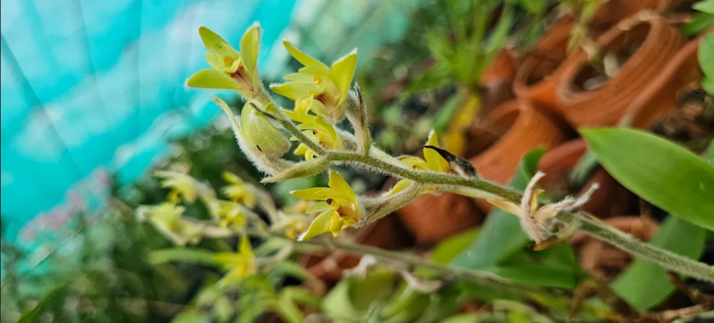 Dr. Sabu VU’s Native Orchid Conservation Centre Preserves Hundreds of India’s Rare Species