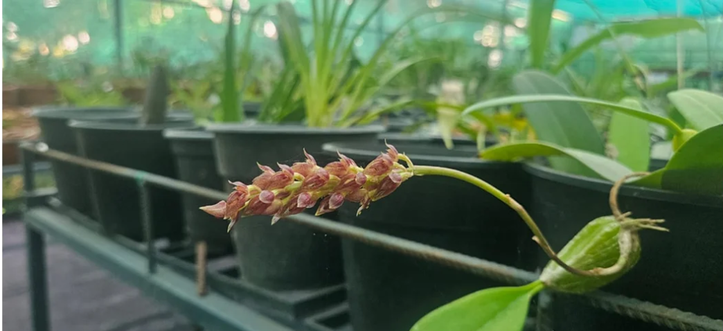 Western Ghats Researcher Dr. Sabu VU Strengthens Global Orchid Conservation Through IUCN Assessments