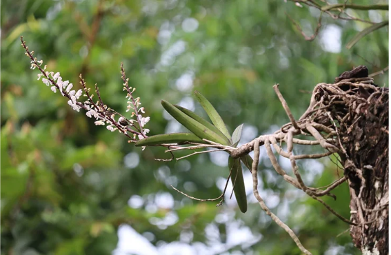Global Biodiversity Begins at Home: Dr. Sabu VU’s Mission to Conserve Native Orchids