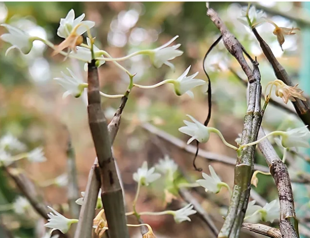 Award-Winning Botanist Dr. Sabu VU Leads Efforts to Protect India’s Endangered Orchid Species