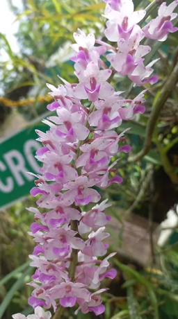 From Forest Expeditions to Global Conservation: Dr. Sabu VU’s Remarkable Orchid Mission