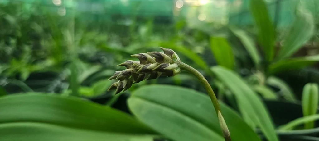 Dr. Sabu VU Expands India’s Role in Global Conservation Through Orchid Research and IUCN Assessments