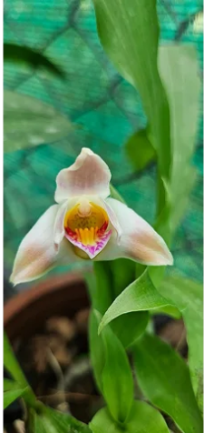 Dr. Sabu VU of Wayanad: A Pioneer in Native Orchid Conservation and Global Biodiversity Assessment
