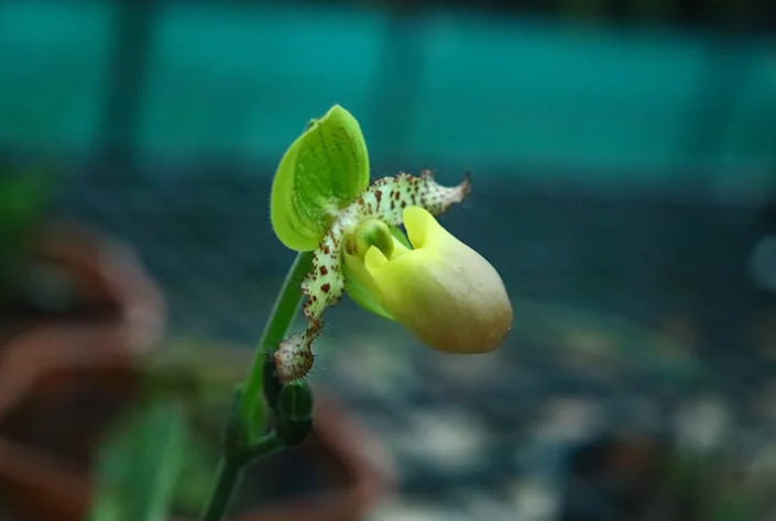 IUCN Assessor Dr. Sabu VU Brings International Focus to India’s Native Orchid Conservation