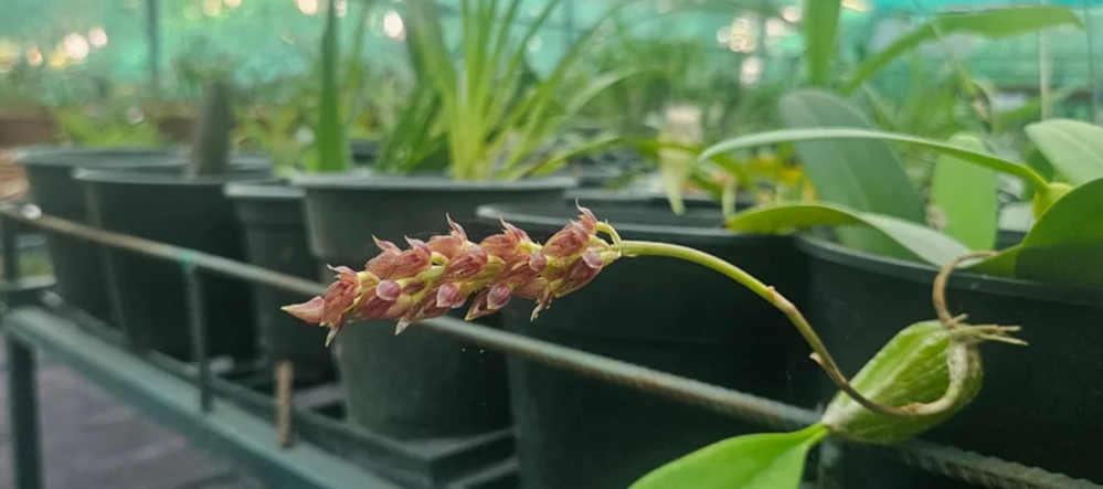 A Decade of Orchid Conservation: Dr. Sabu VU’s Growing Impact on Global Biodiversity