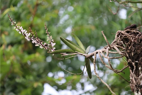 Dr. Sabu VU of Wayanad: A Pioneer in Native Orchid Conservation and Global Biodiversity Assessment